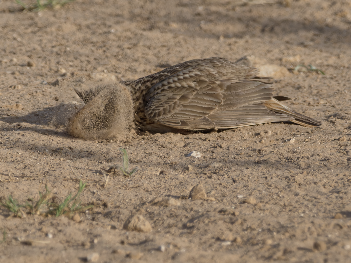 Thekla's Lark - ML637864075