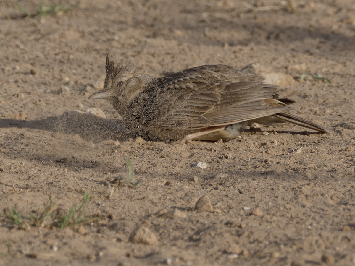 Thekla's Lark - ML637864076