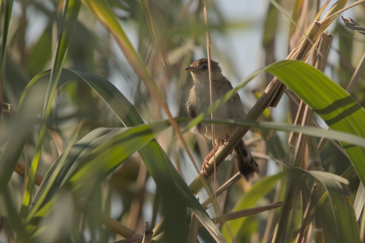 Luapula Cisticola - ML637864077
