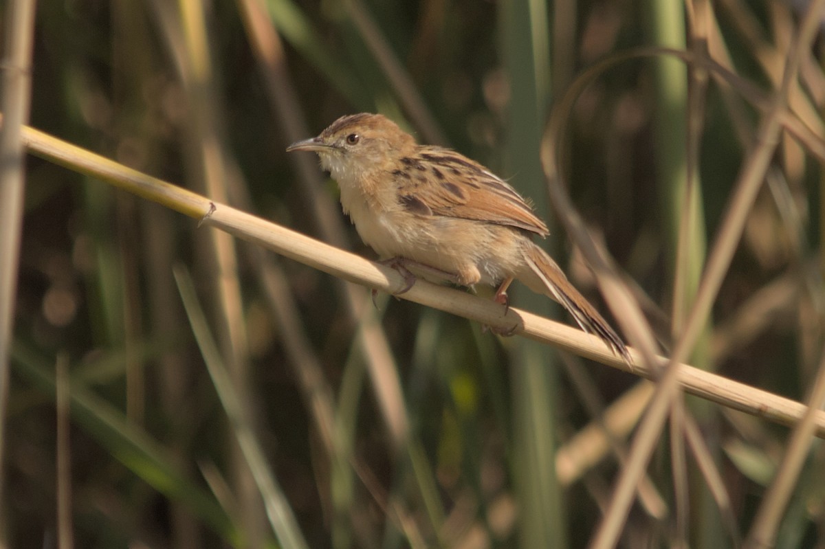 Luapula Cisticola - ML637864087