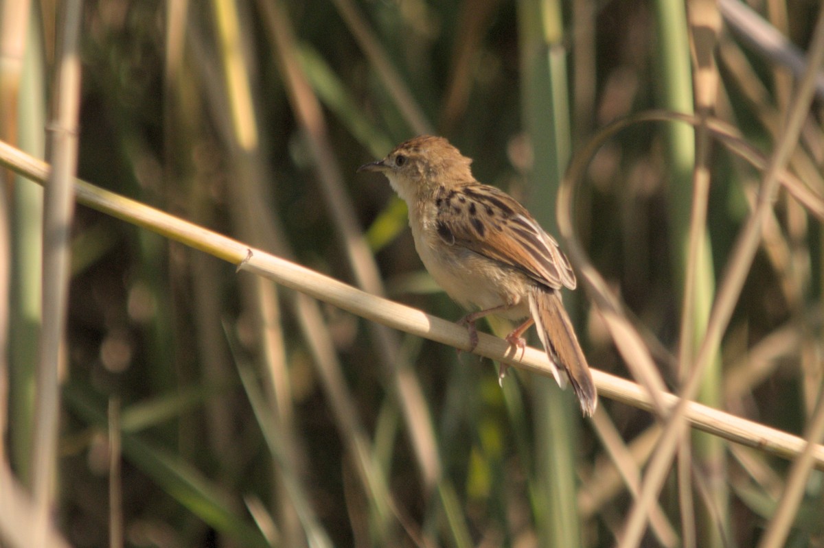 Luapula Cisticola - ML637864088