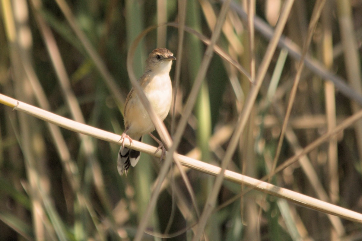 Luapula Cisticola - ML637864089
