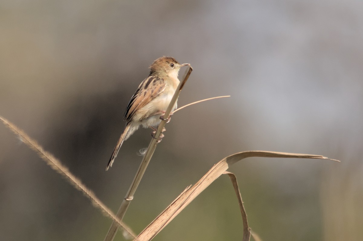 Luapula Cisticola - ML637864098