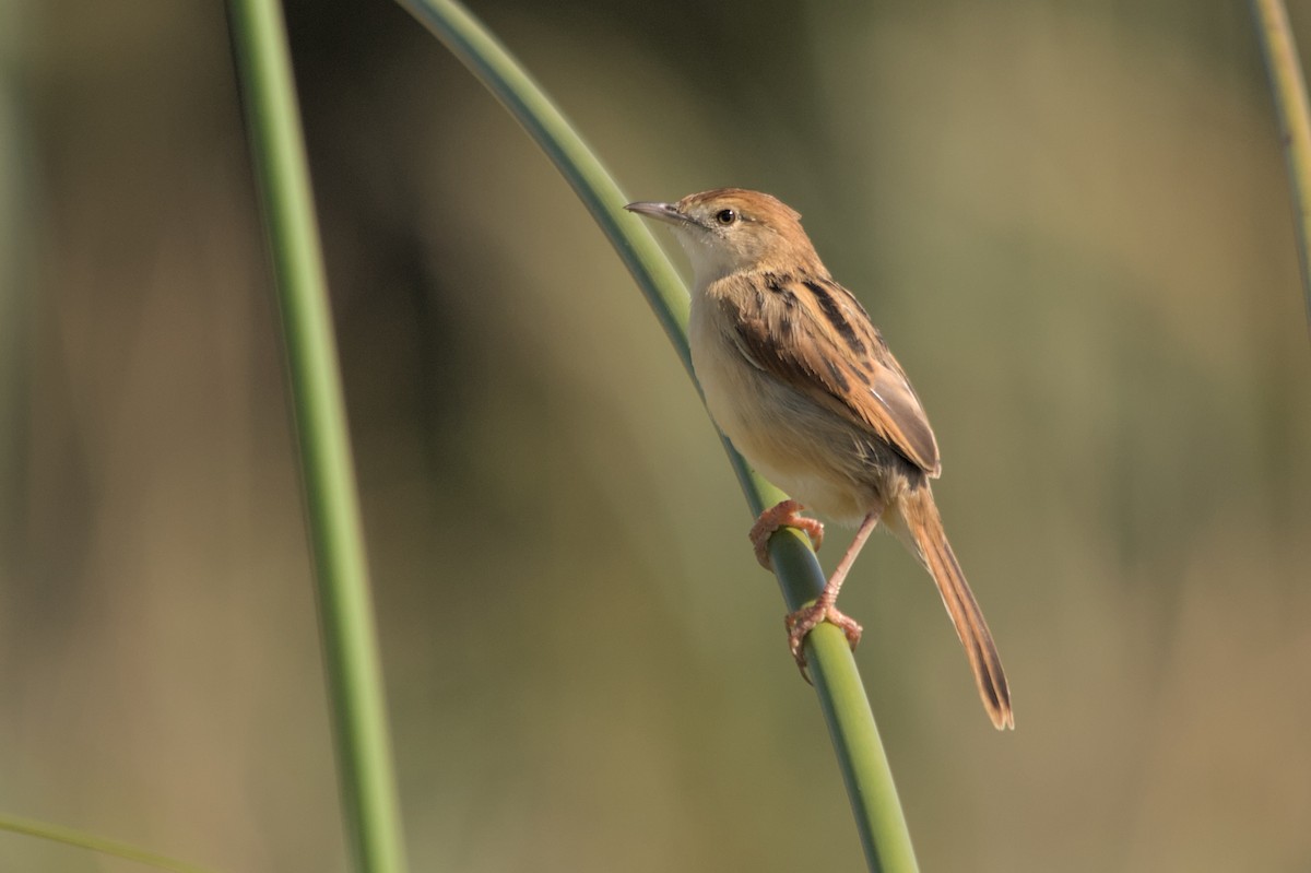 Luapula Cisticola - ML637864099