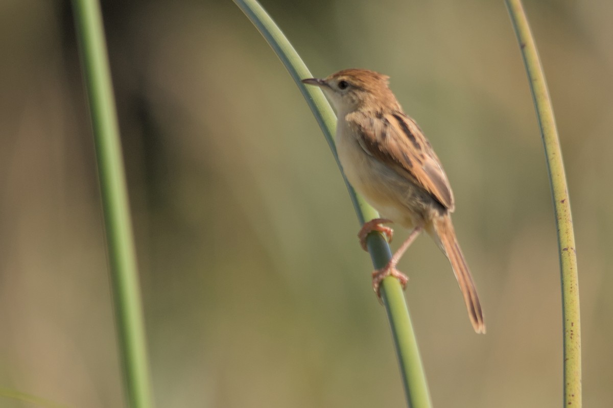 Luapula Cisticola - ML637864100