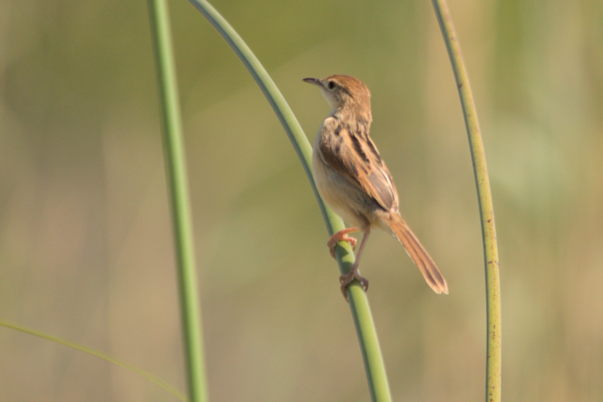Luapula Cisticola - ML637864101