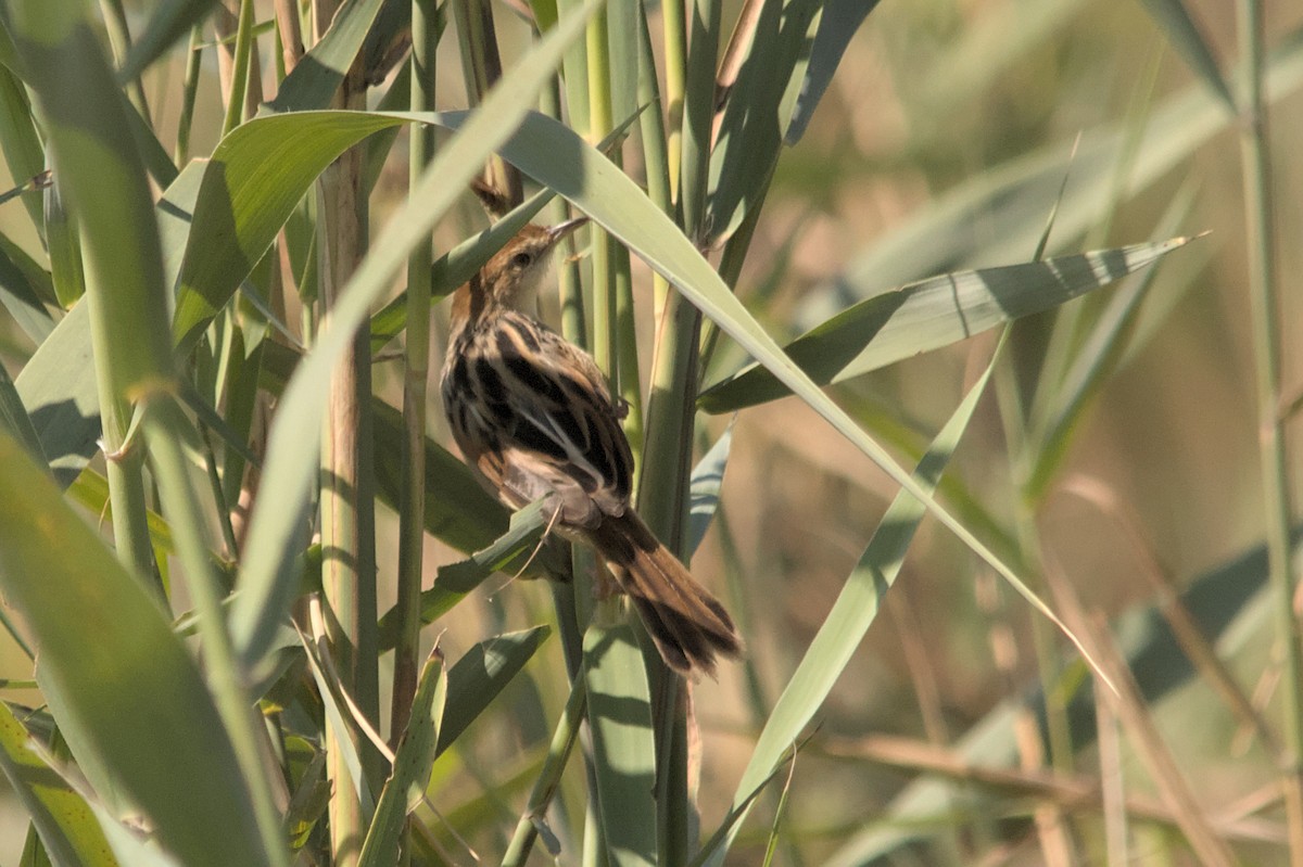 Luapula Cisticola - ML637864116