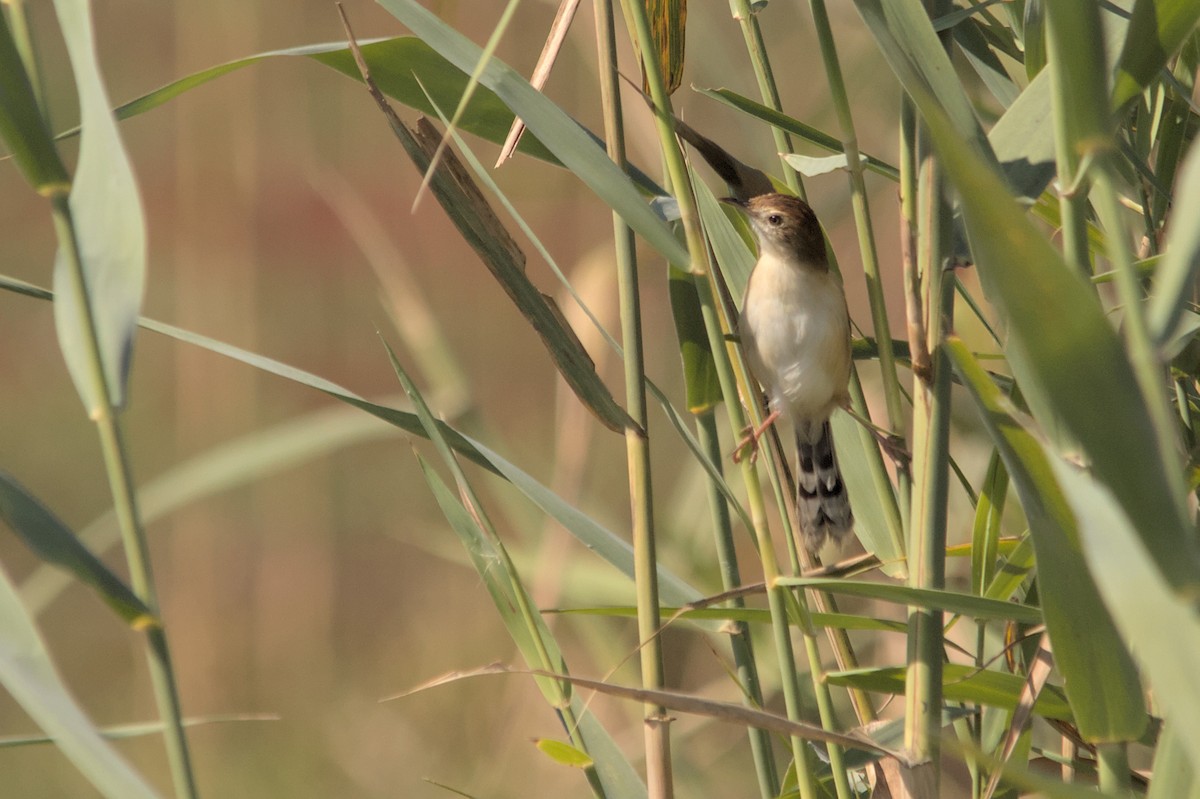 Luapula Cisticola - ML637864117