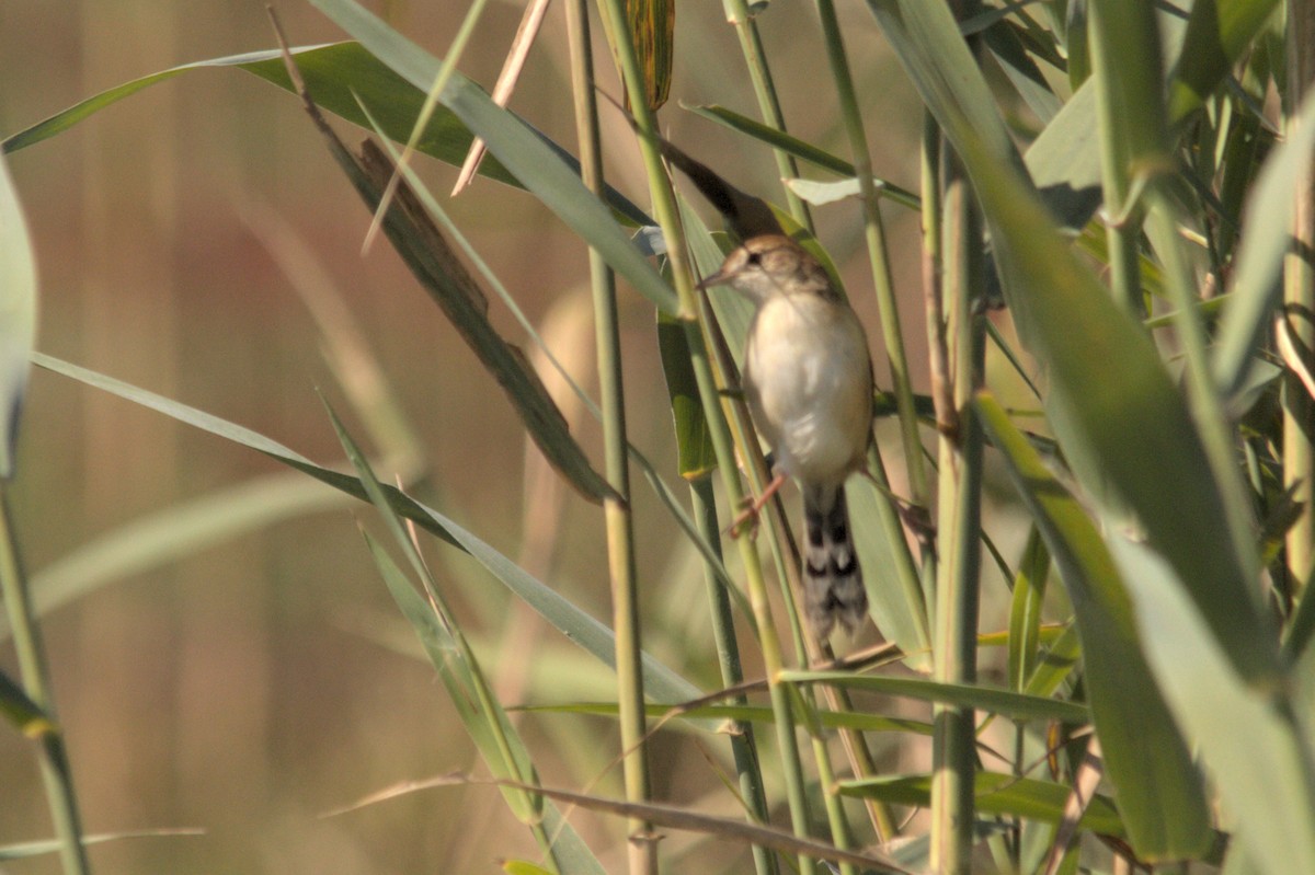 Luapula Cisticola - ML637864118
