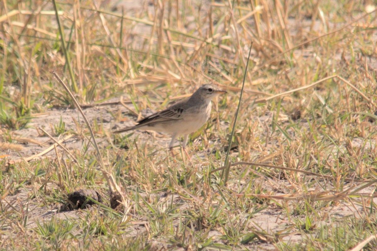 Plain-backed Pipit - ML637864131