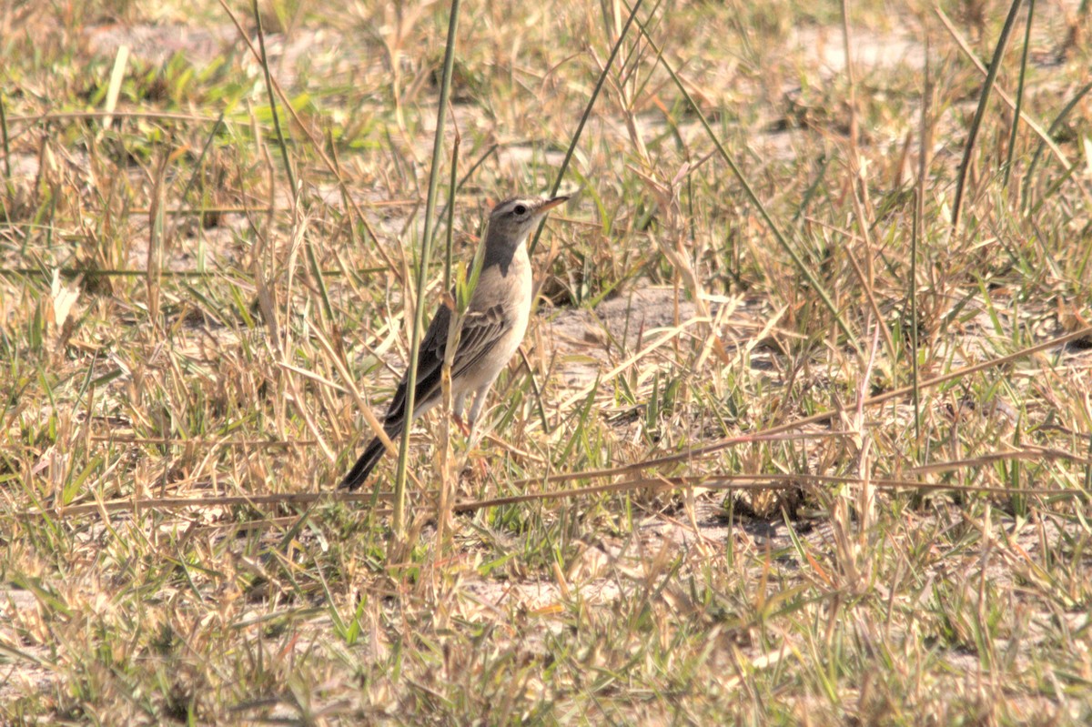 Plain-backed Pipit - ML637864132