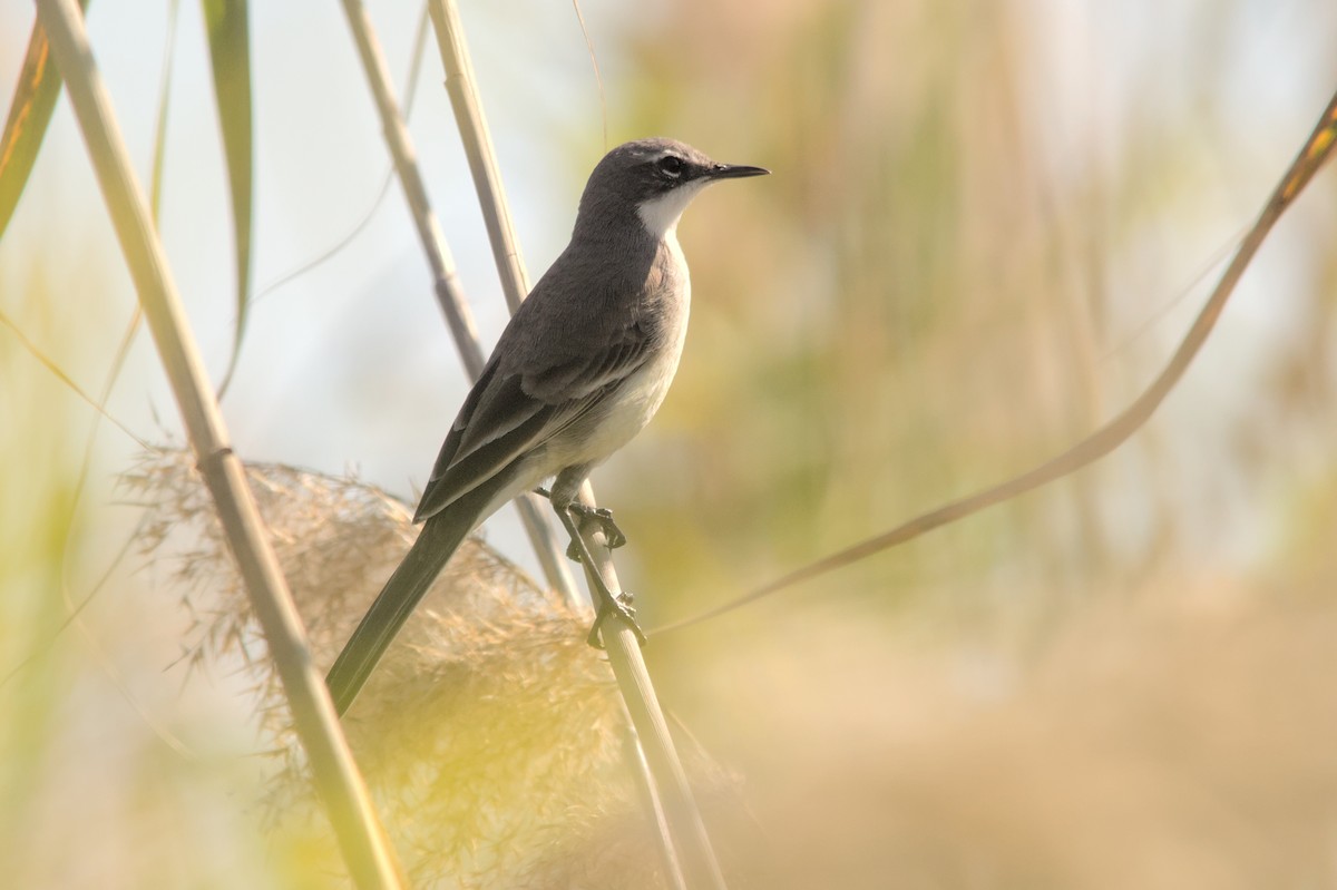 Cape Wagtail - ML637864186