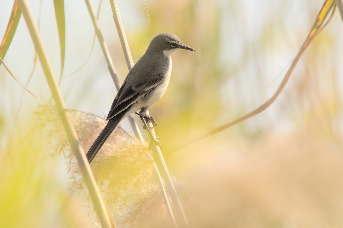 Cape Wagtail - ML637864187