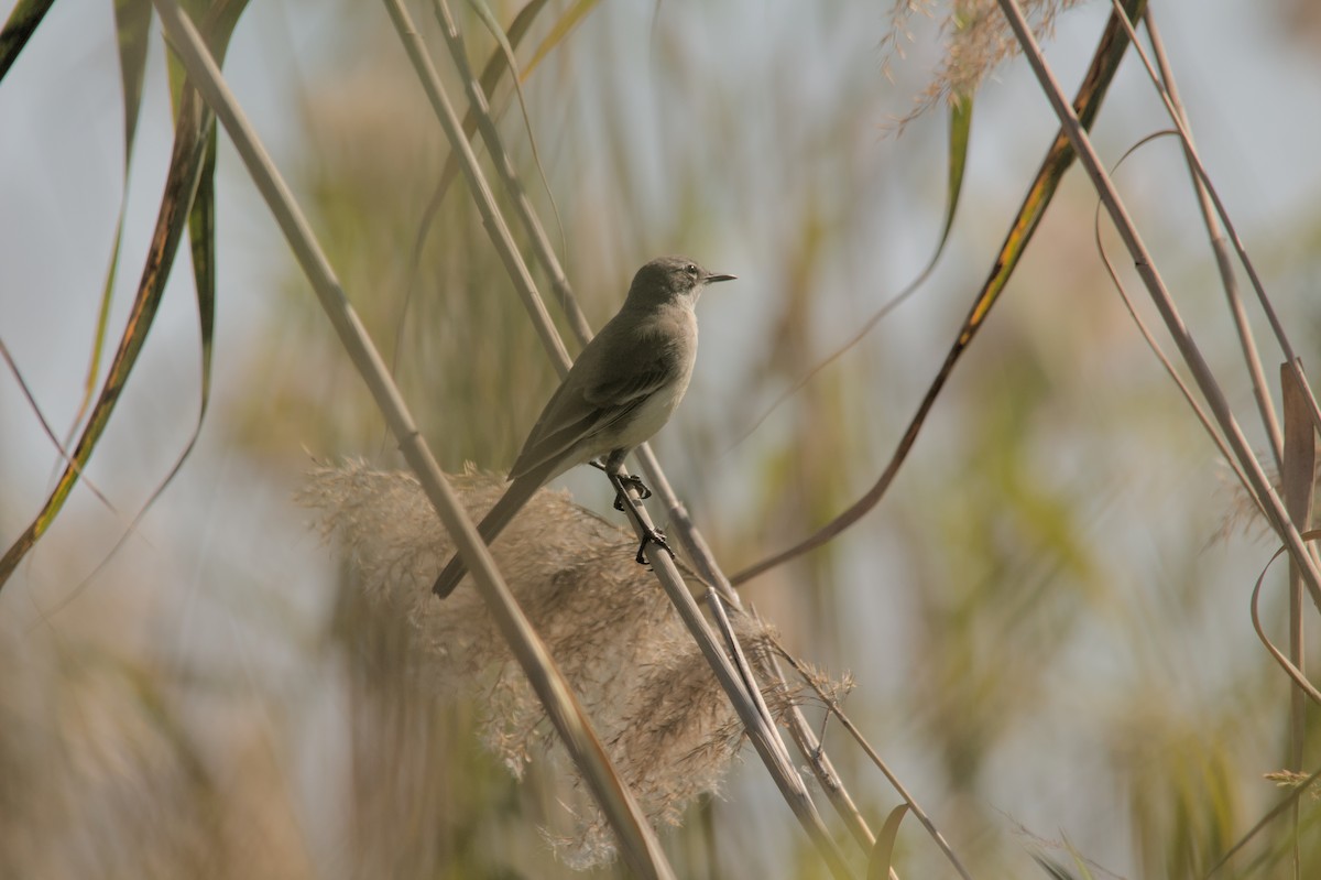 Cape Wagtail - ML637864188