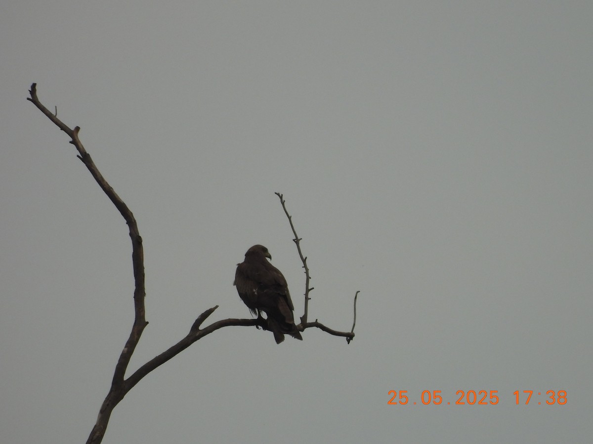 Black Kite - ML637864226