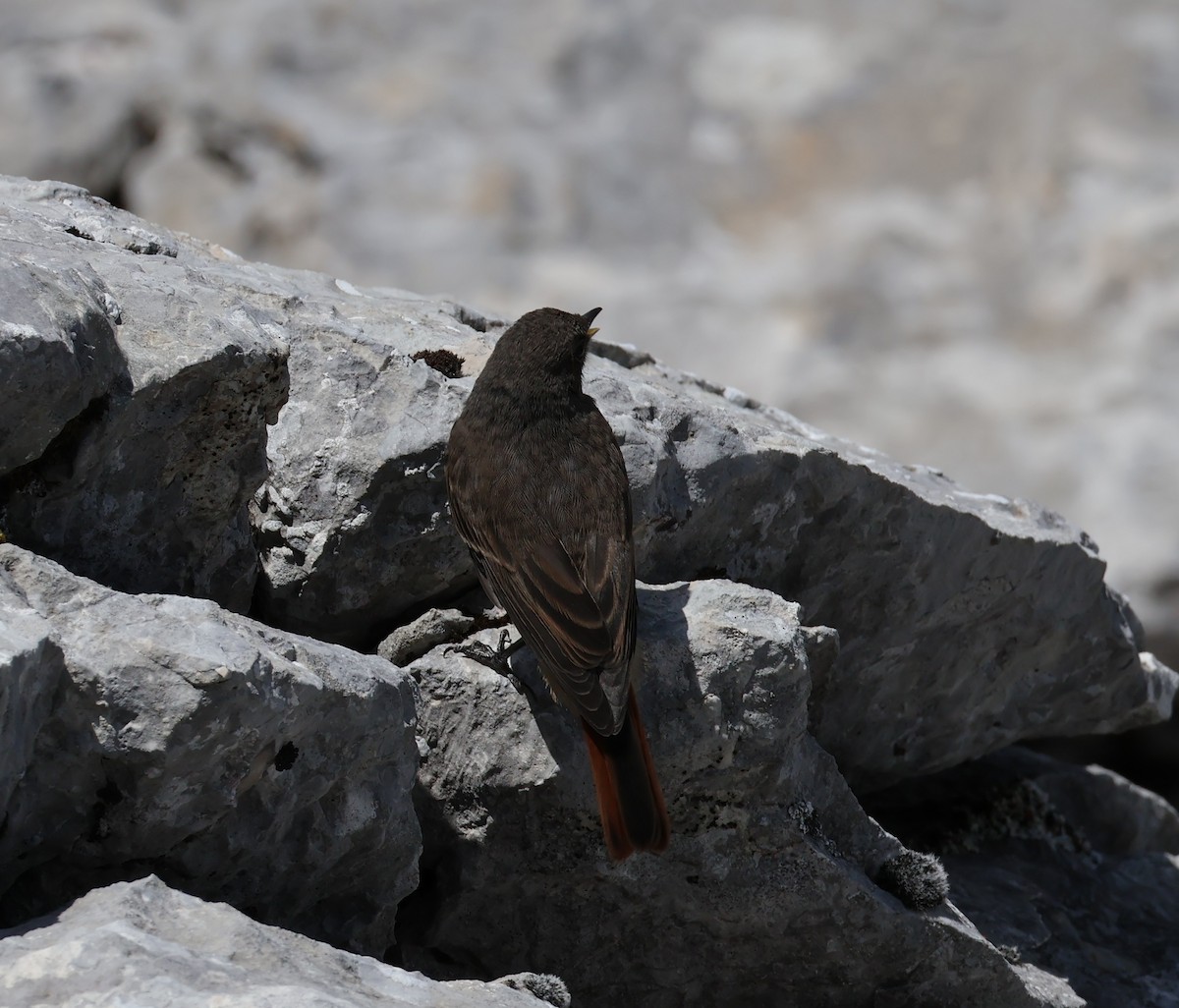 Black Redstart - ML637864240