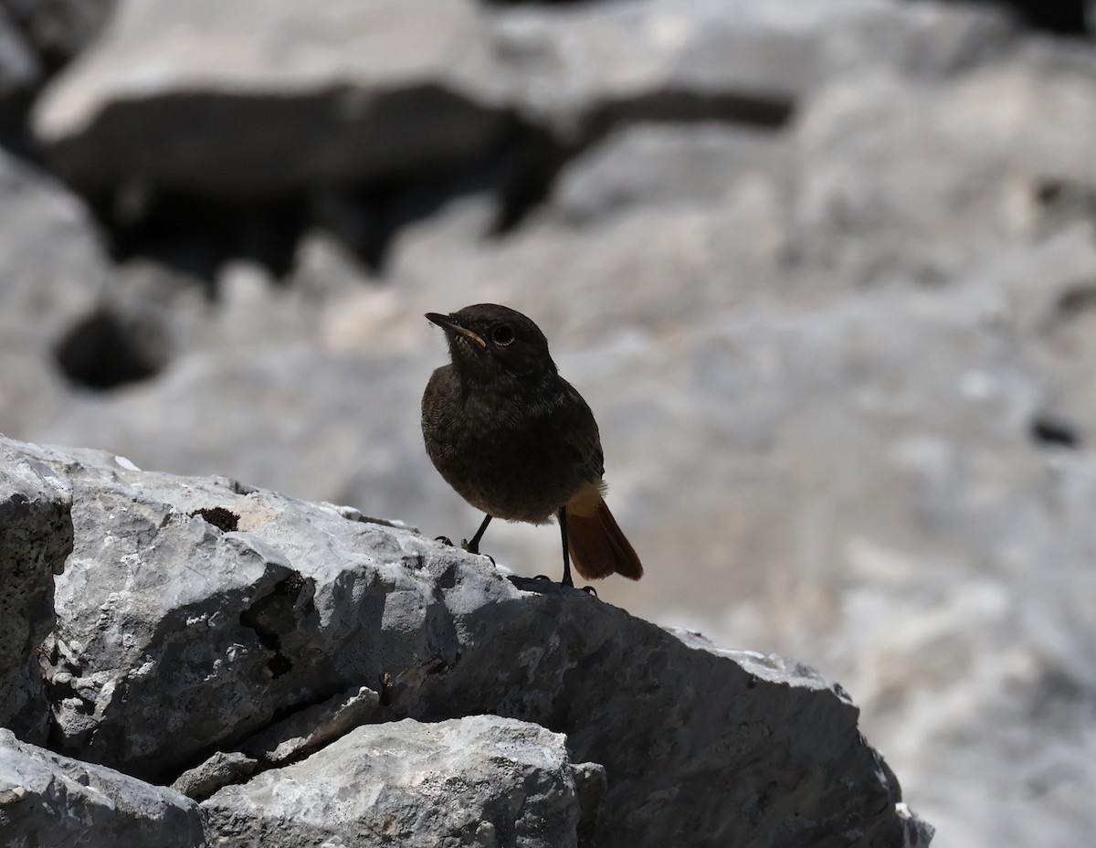 Black Redstart - ML637864242