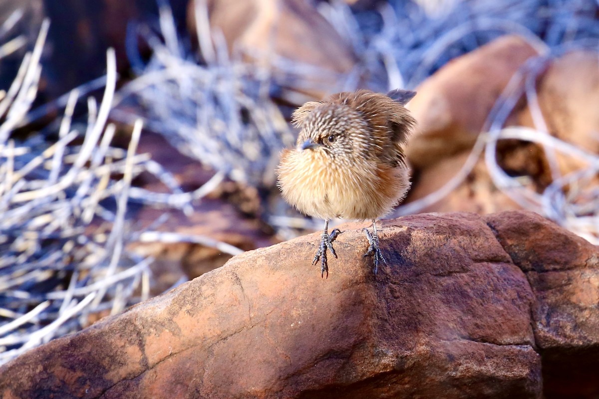 Dusky Grasswren - ML637864259