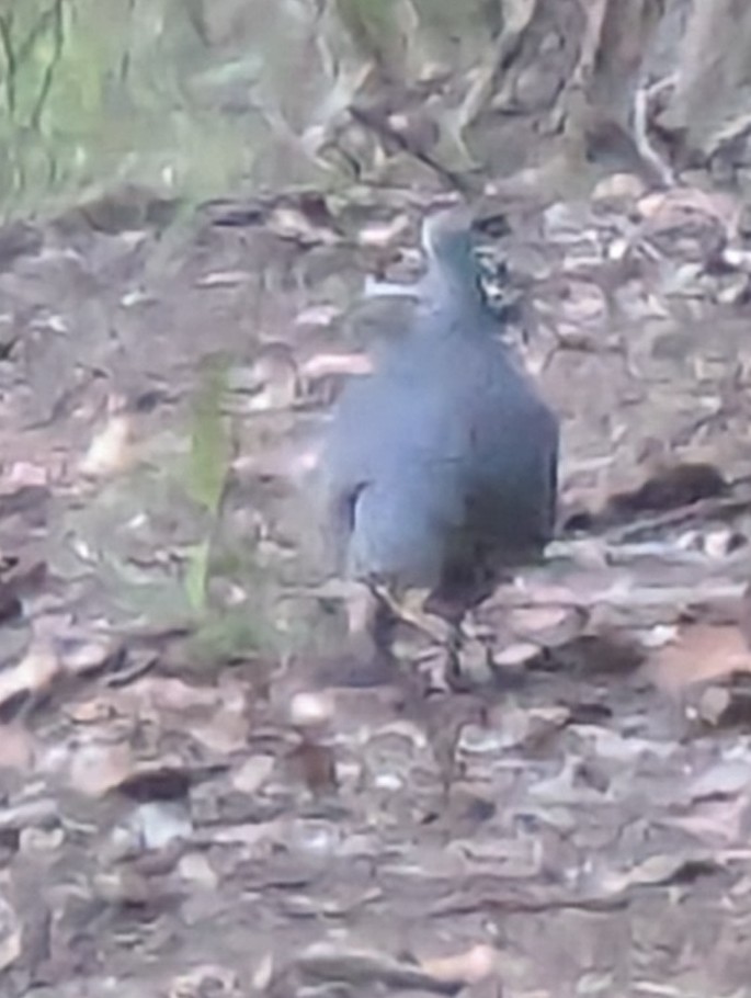 Wonga Pigeon - ML637864260