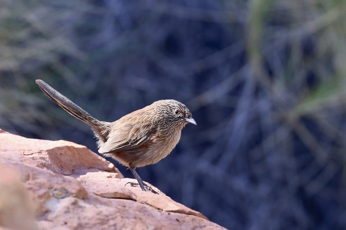 Dusky Grasswren - ML637864273