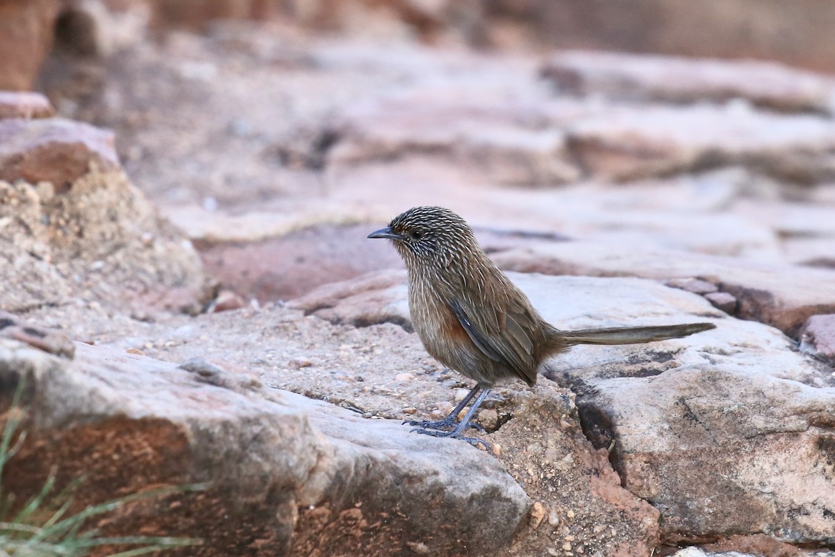 Dusky Grasswren - ML637864279