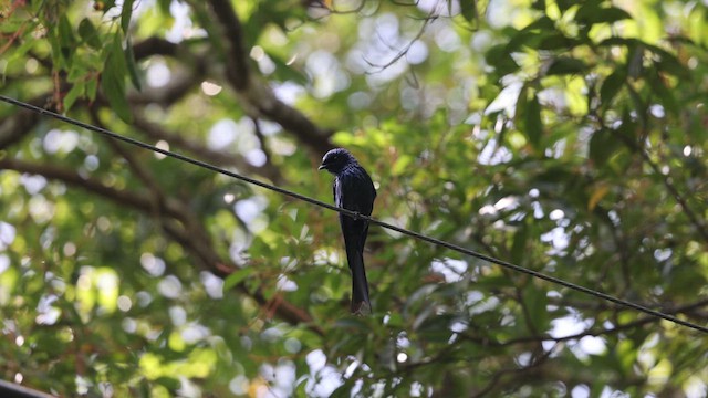 Bronzed Drongo - ML637864285