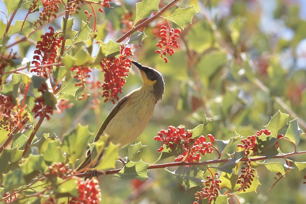Gray-headed Honeyeater - ML637864308