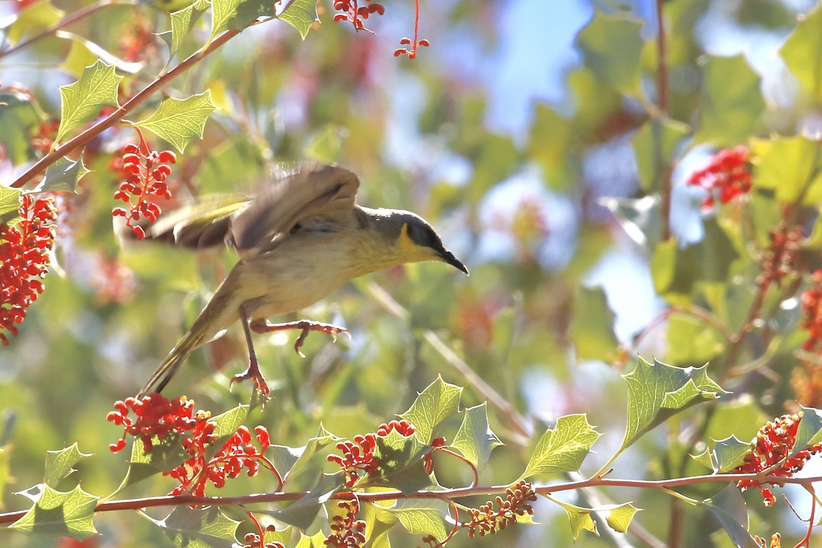 Gray-headed Honeyeater - ML637864336