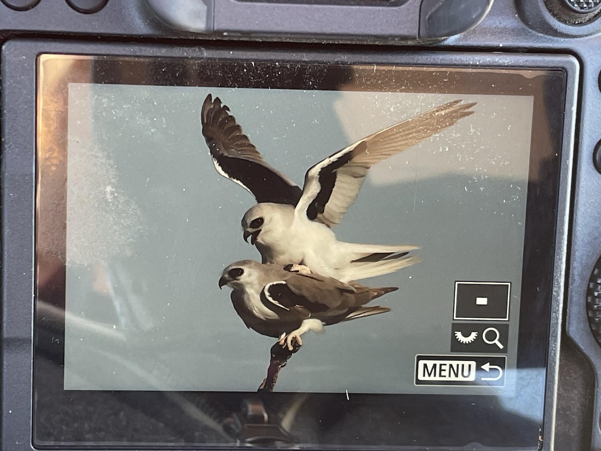 Letter-winged Kite - ML637864344
