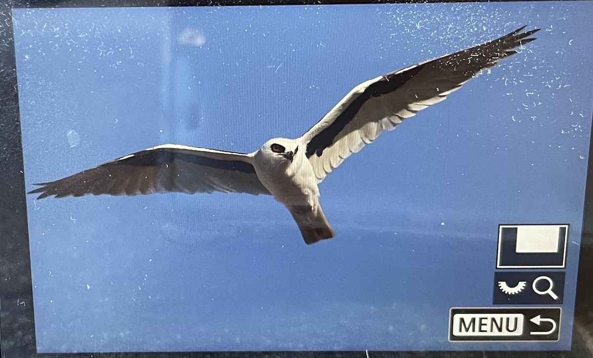 Letter-winged Kite - ML637864345