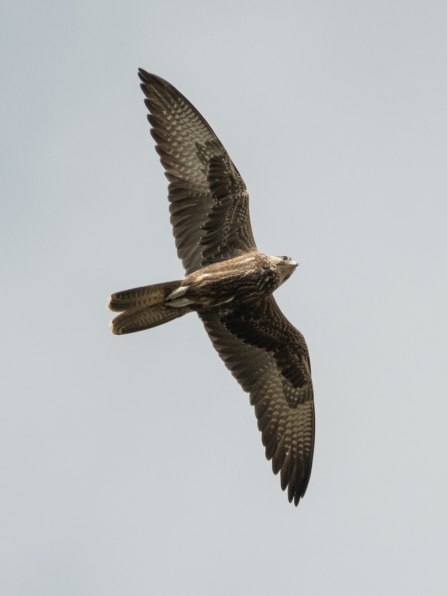 Laggar Falcon - ML637864347
