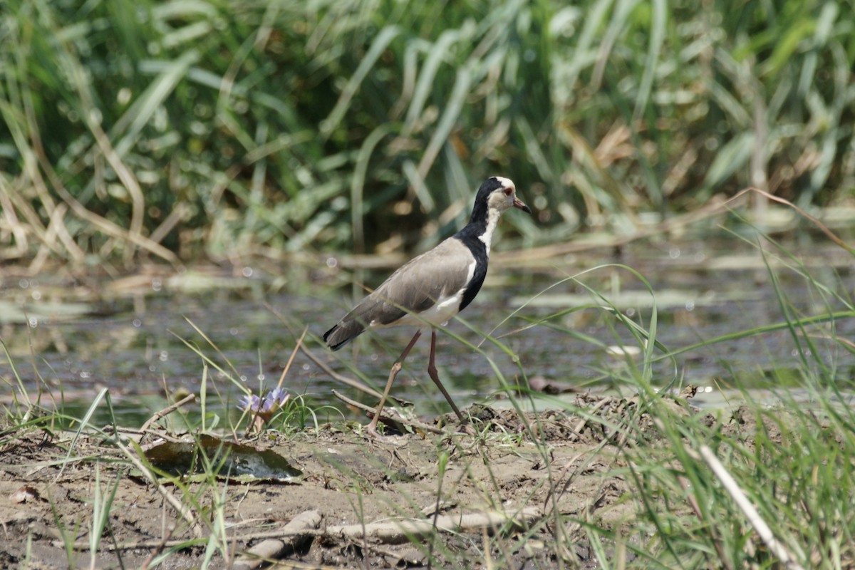 Long-toed Lapwing - ML637864383