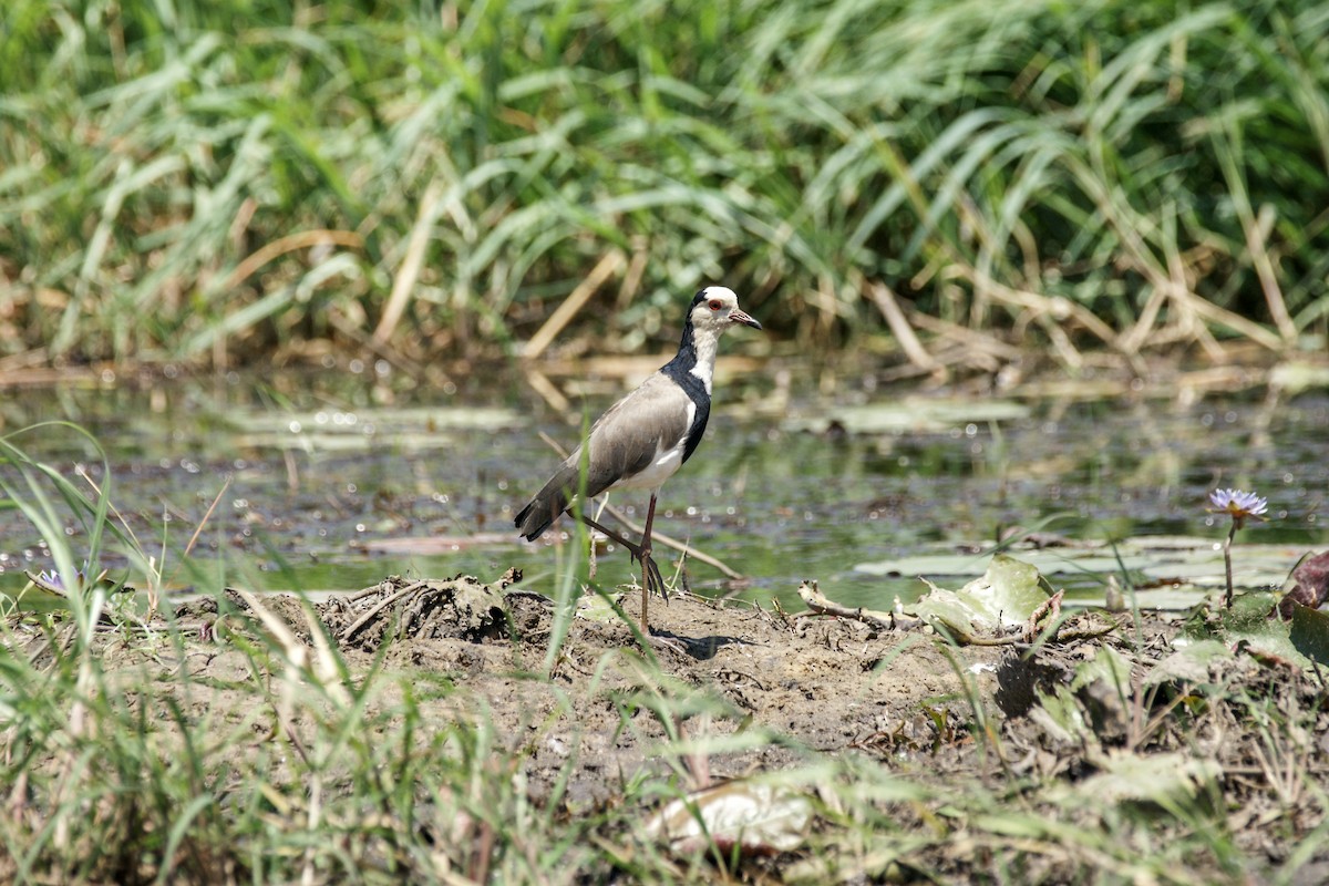 Long-toed Lapwing - ML637864385