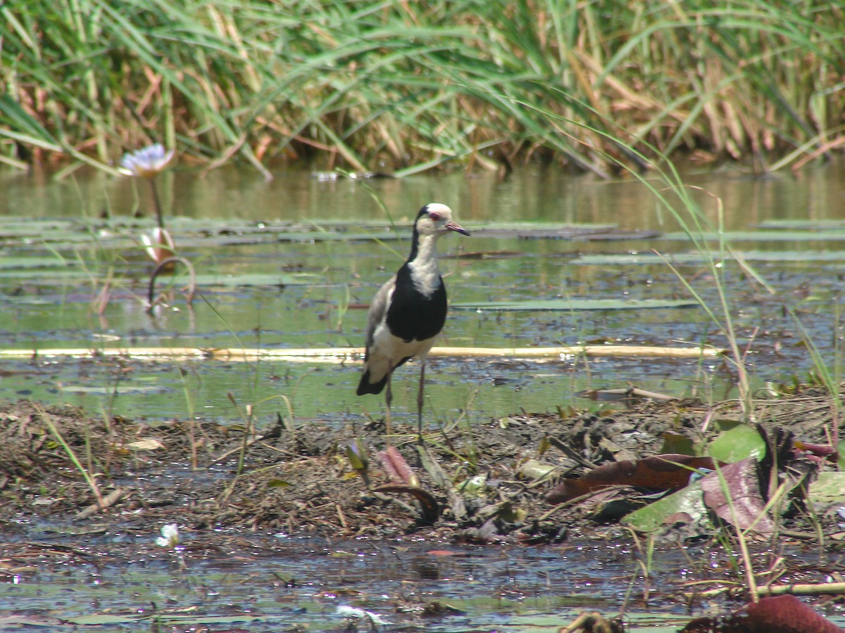 Long-toed Lapwing - ML637864389