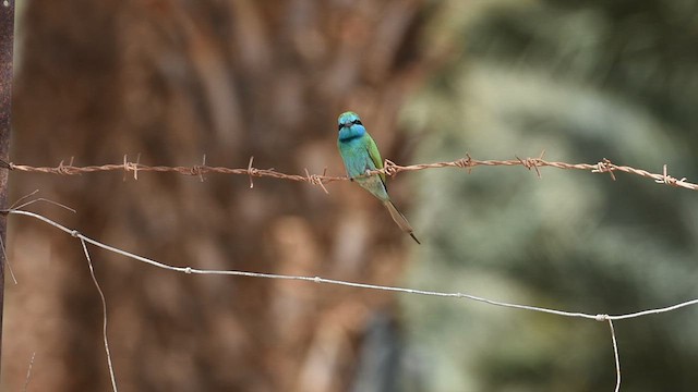 Arabian Green Bee-eater - ML637864402