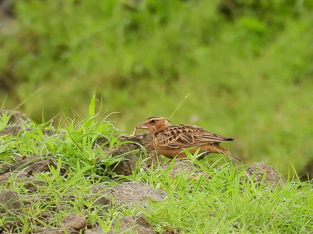 Tawny Lark - ML637864406