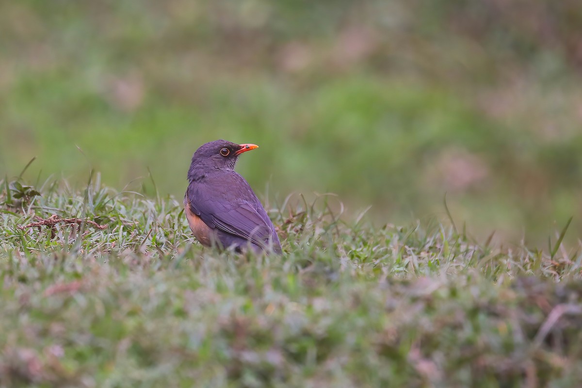 Abyssinian Thrush - ML637864429