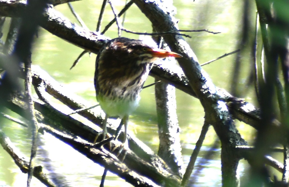 Green Heron - ML637864468