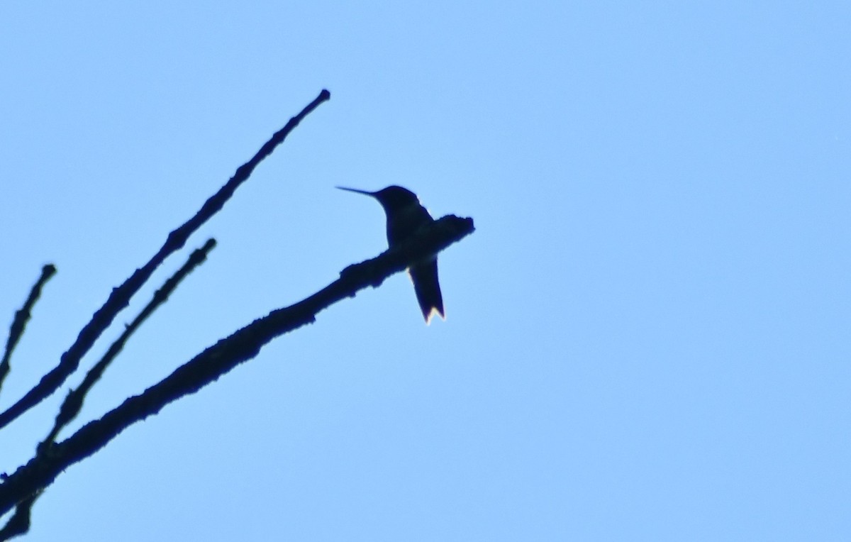 Ruby-throated Hummingbird - ML637864478