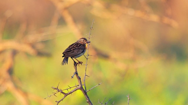 Sabota Lark (Sabota) - ML637864482