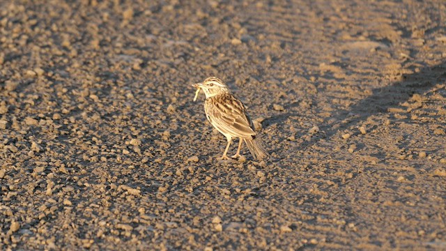Sabota Lark (Sabota) - ML637864483