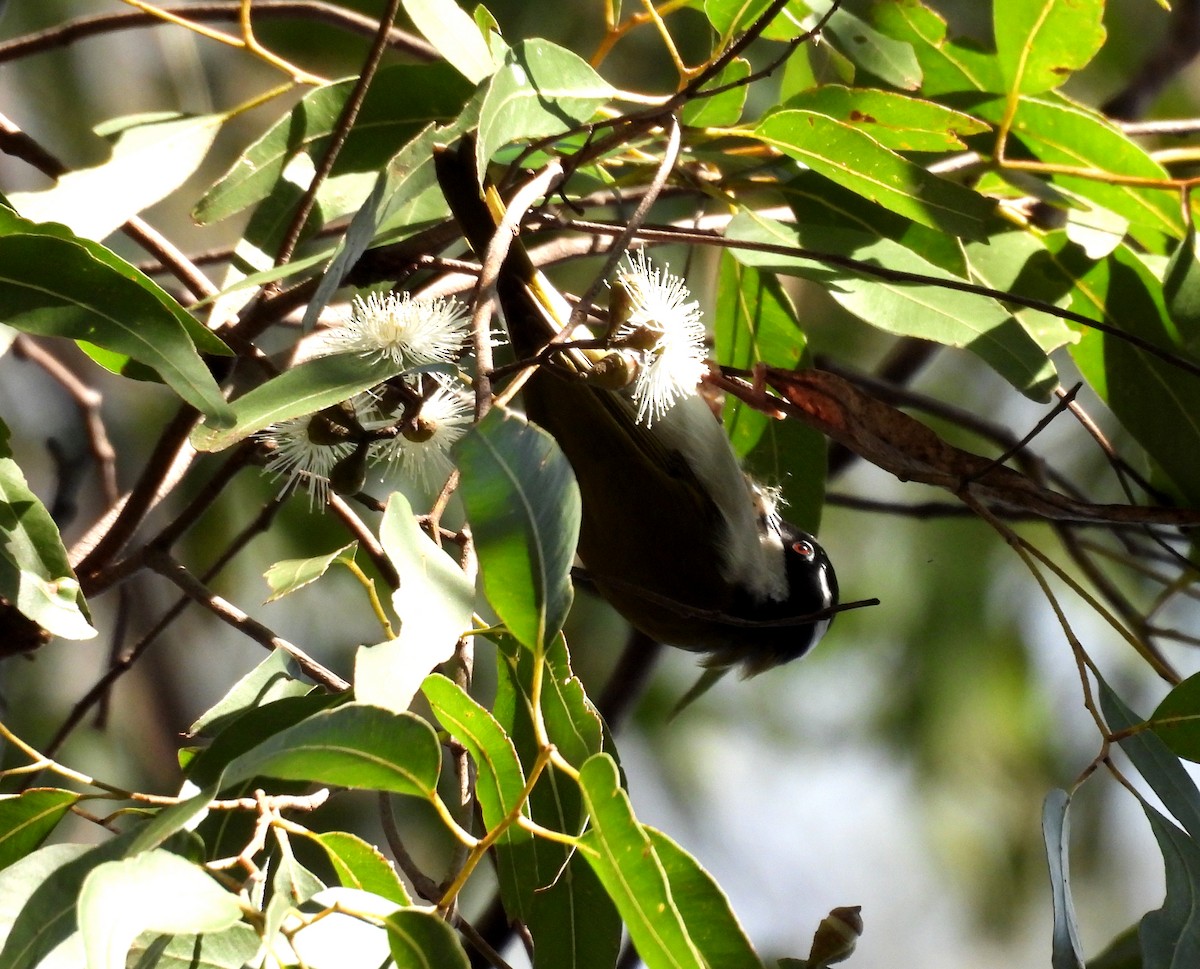 White-throated Honeyeater - ML637864495