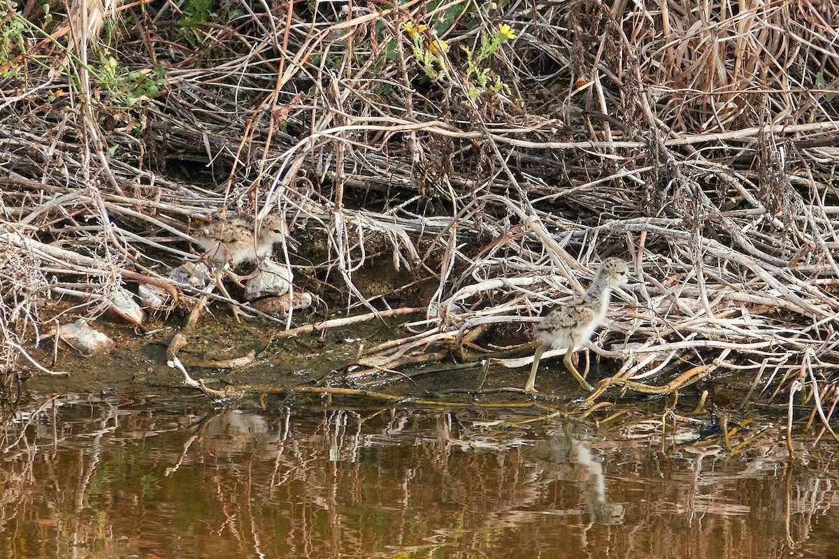 Black-winged Stilt - ML637864512