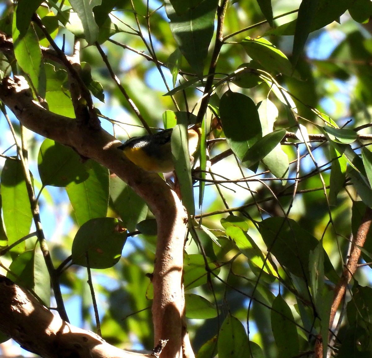 Spotted Pardalote - ML637864521