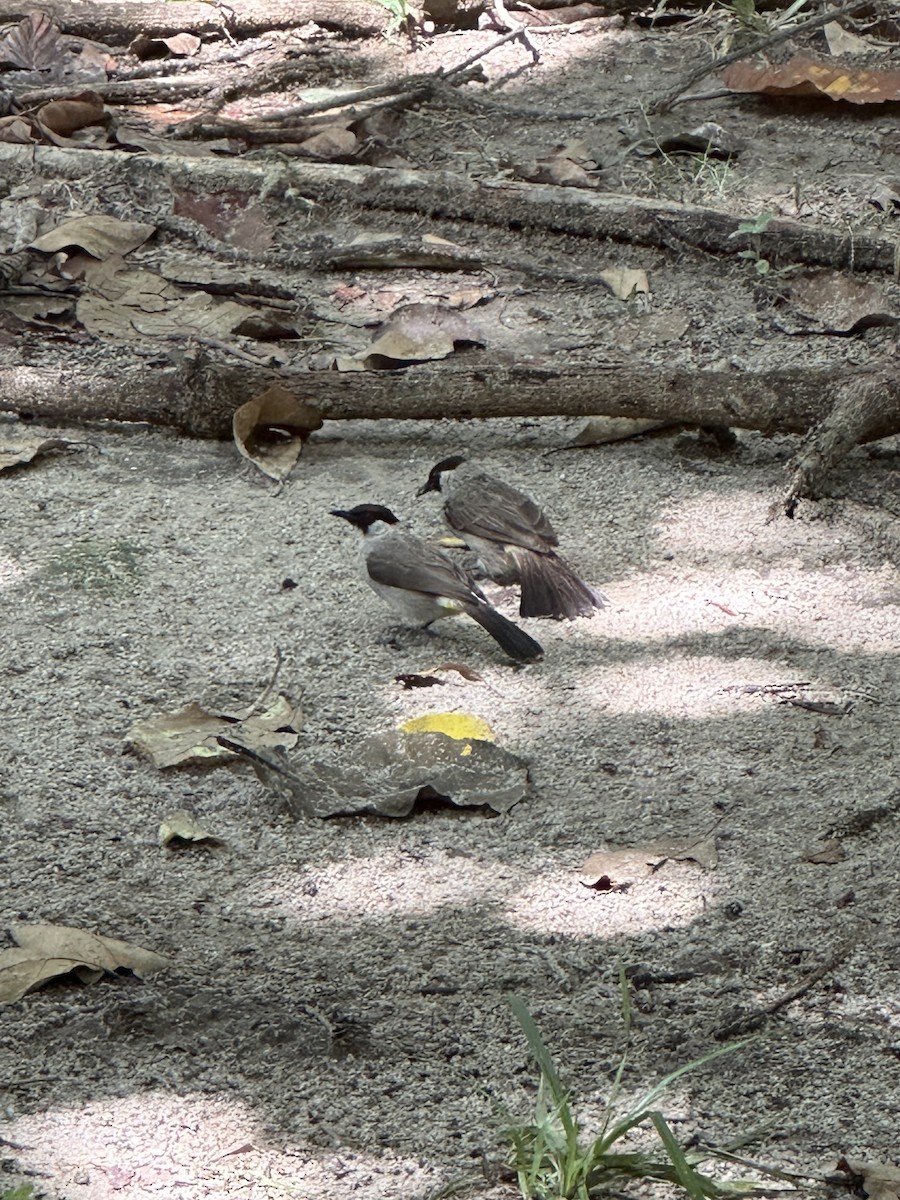 Rußhaubenbülbül - ML637864562