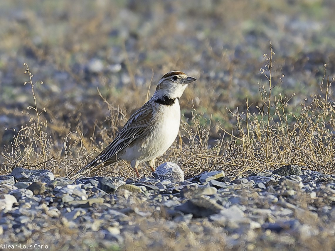 Mongolian Lark - ML637864599
