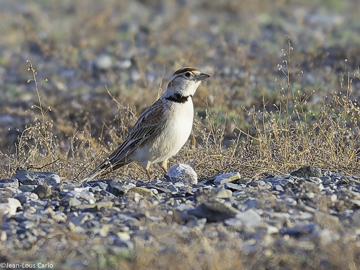Mongolian Lark - ML637864609