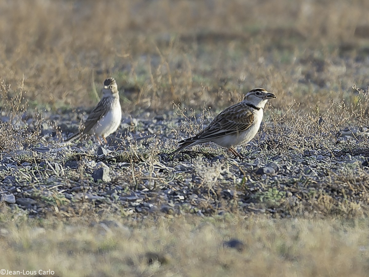 Mongolian Lark - ML637864610