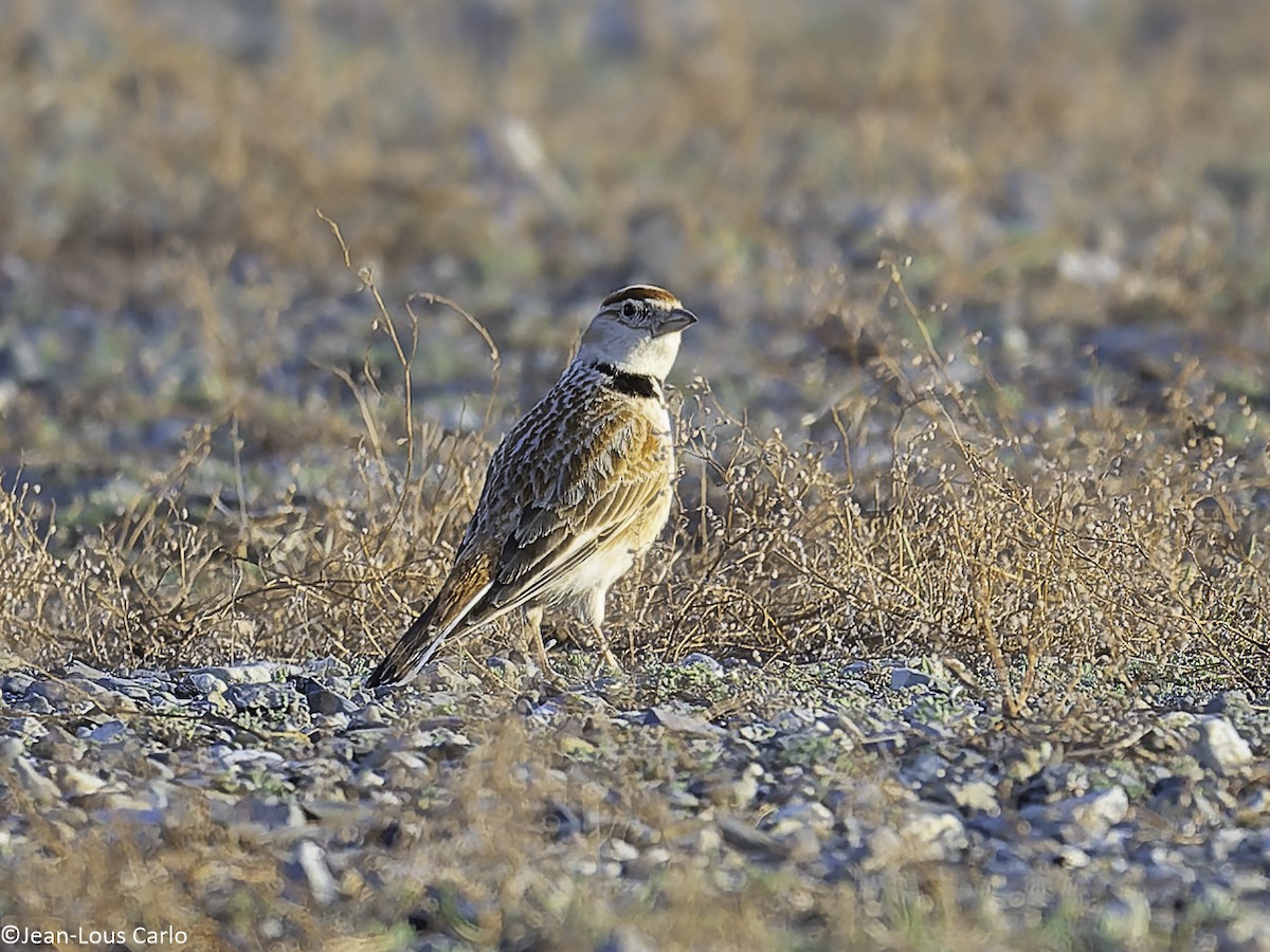 Mongolian Lark - ML637864611