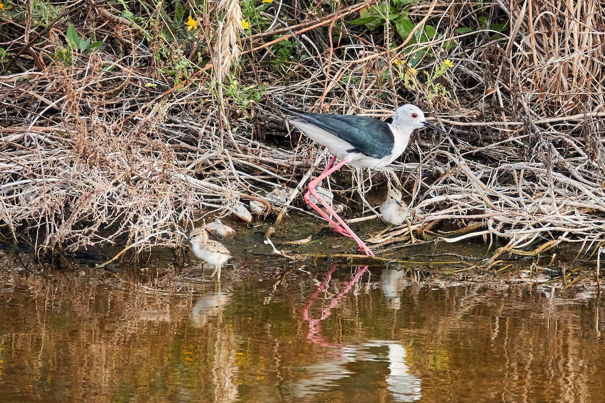 Black-winged Stilt - ML637864628